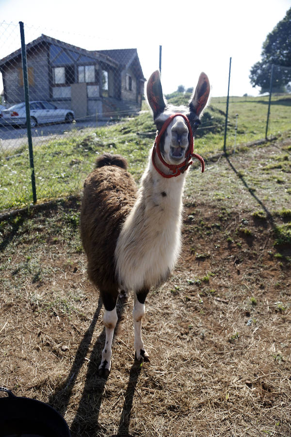 Llama.