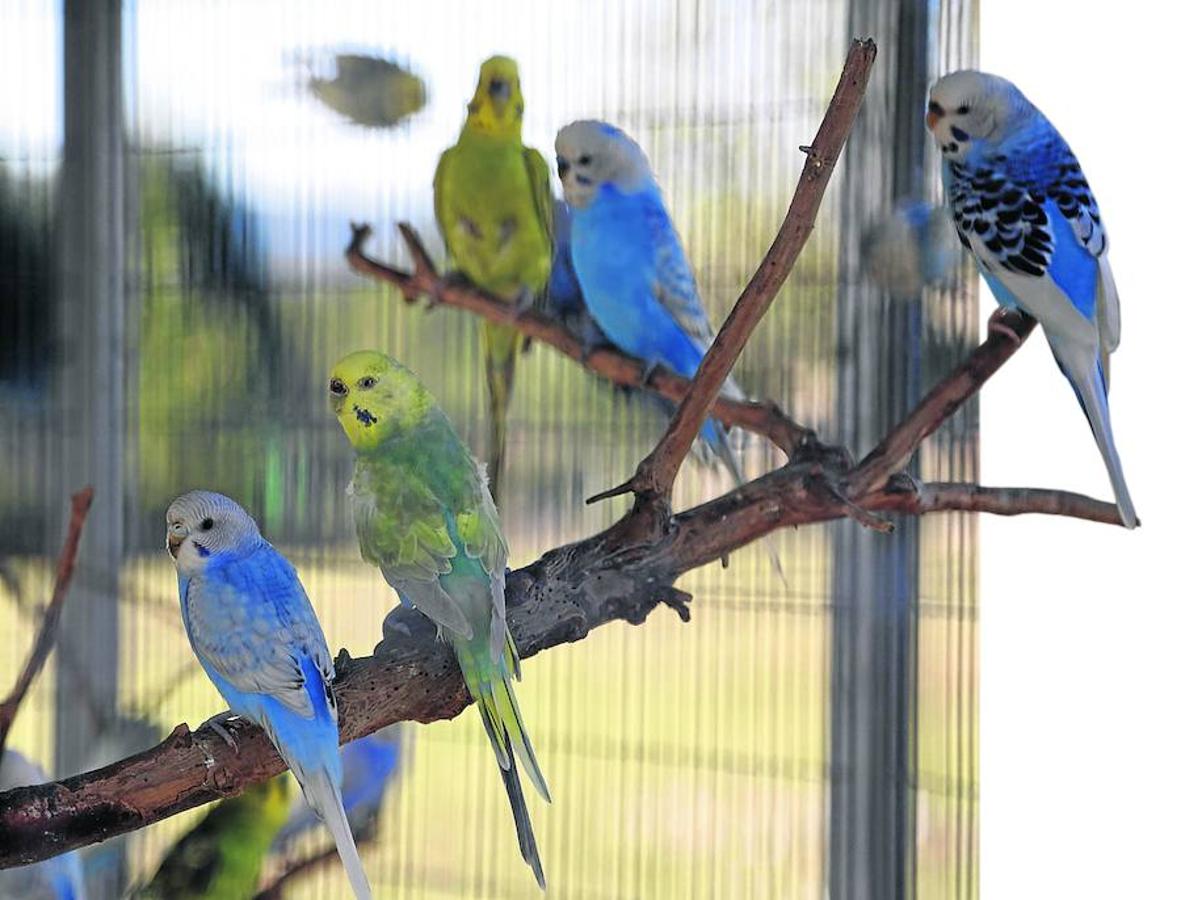 Periquitos.