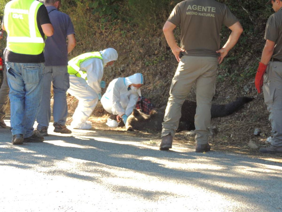 Unos turistas encuentran un oso muerto en Cangas del Narcea