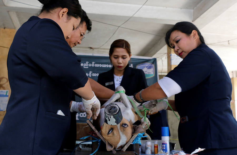 Perros de la calle birmanos