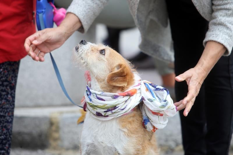 Manifestación contra los sacrificios en la perrera de Oviedo