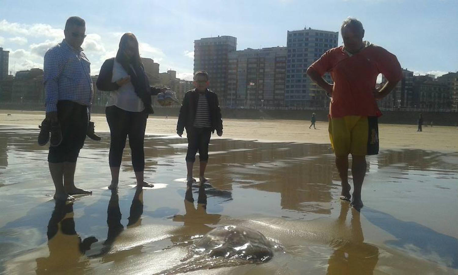 Aparecen medusas gigantes en la playa de San Lorenzo de Gijón