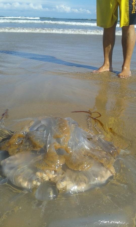 Aparecen medusas gigantes en la playa de San Lorenzo de Gijón