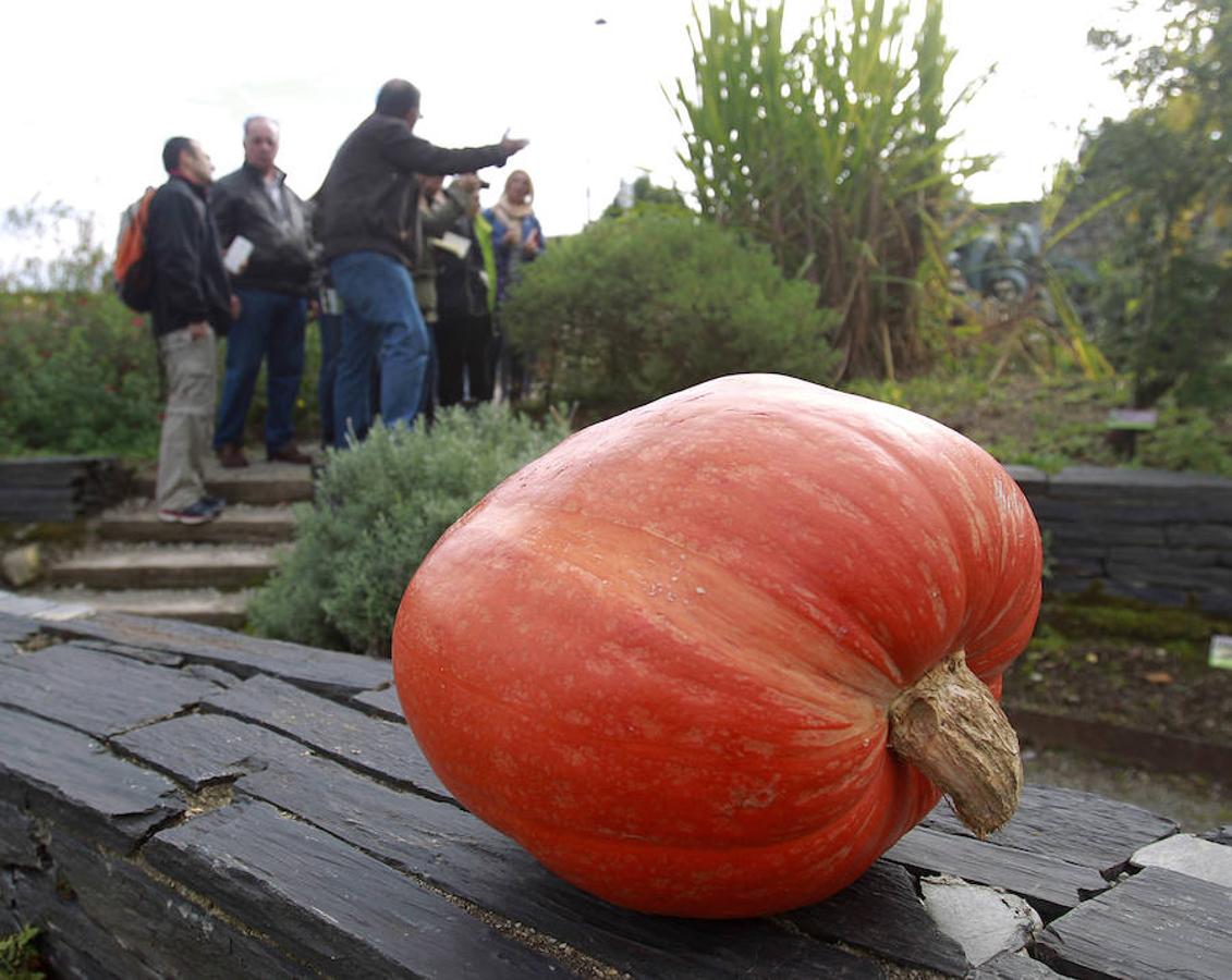 El Botánico de Gijón celebra el Día de las Calabazas