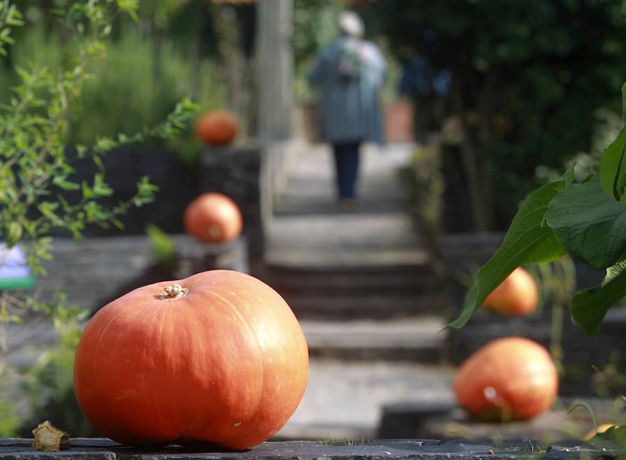 El Botánico de Gijón celebra el Día de las Calabazas
