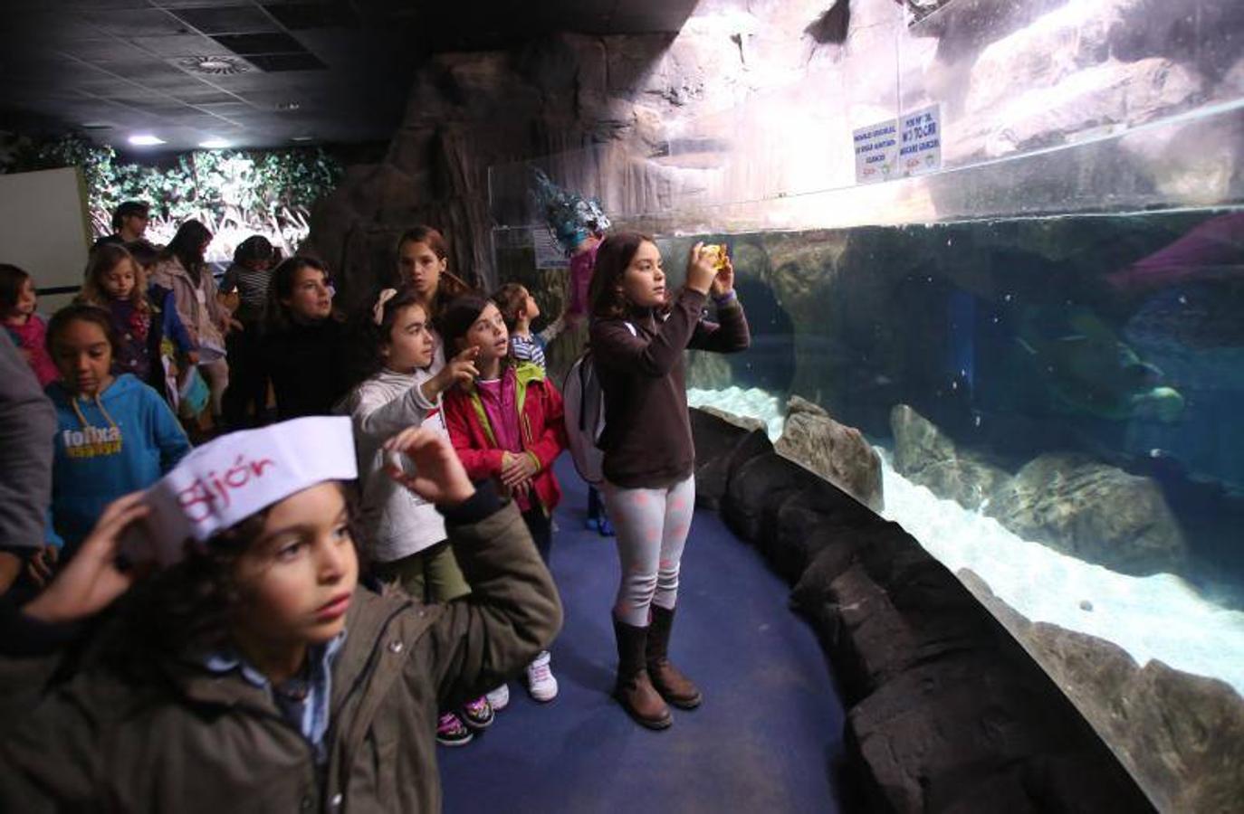 El acuario de Gijón celebra su décimo aniversario