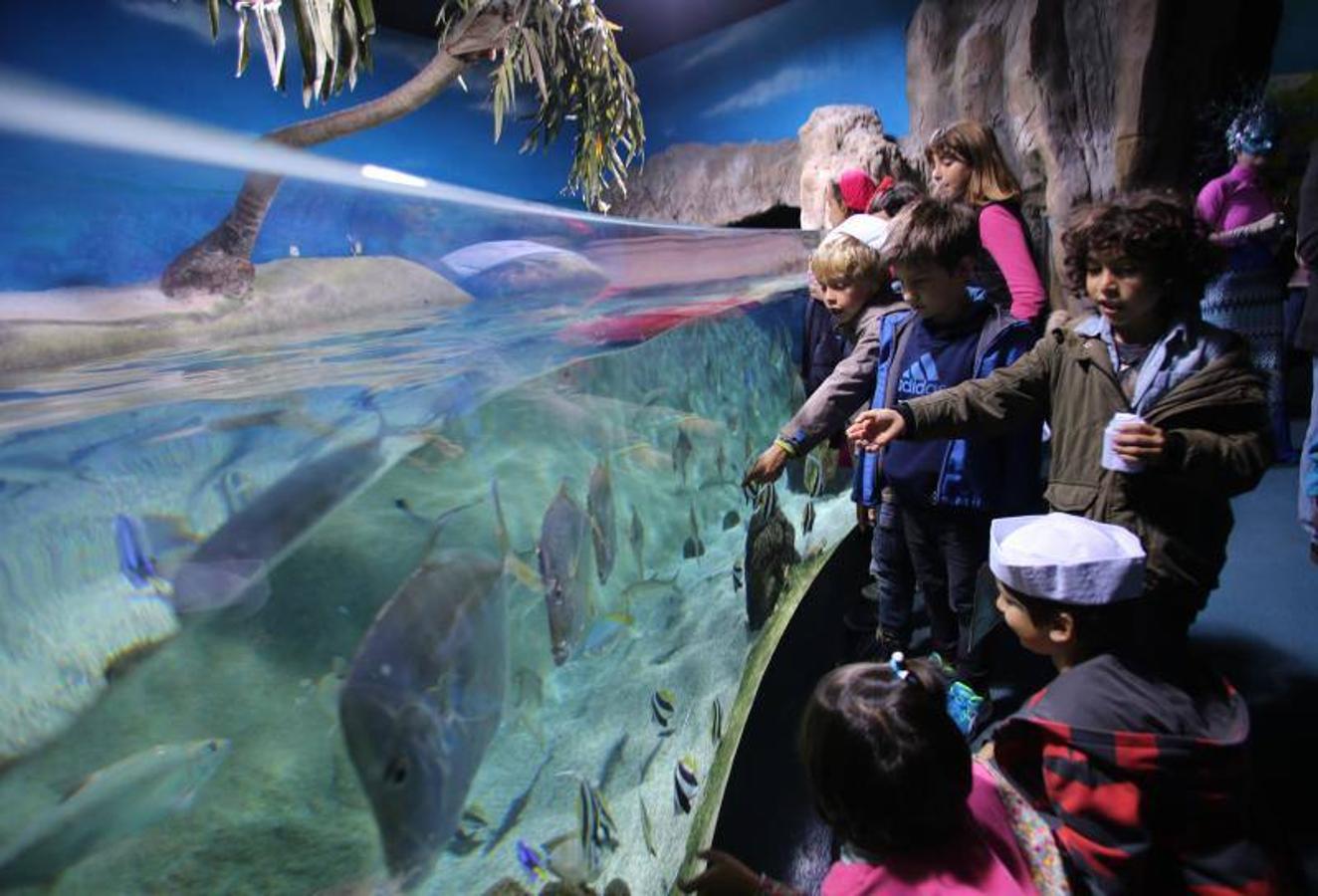 El acuario de Gijón celebra su décimo aniversario