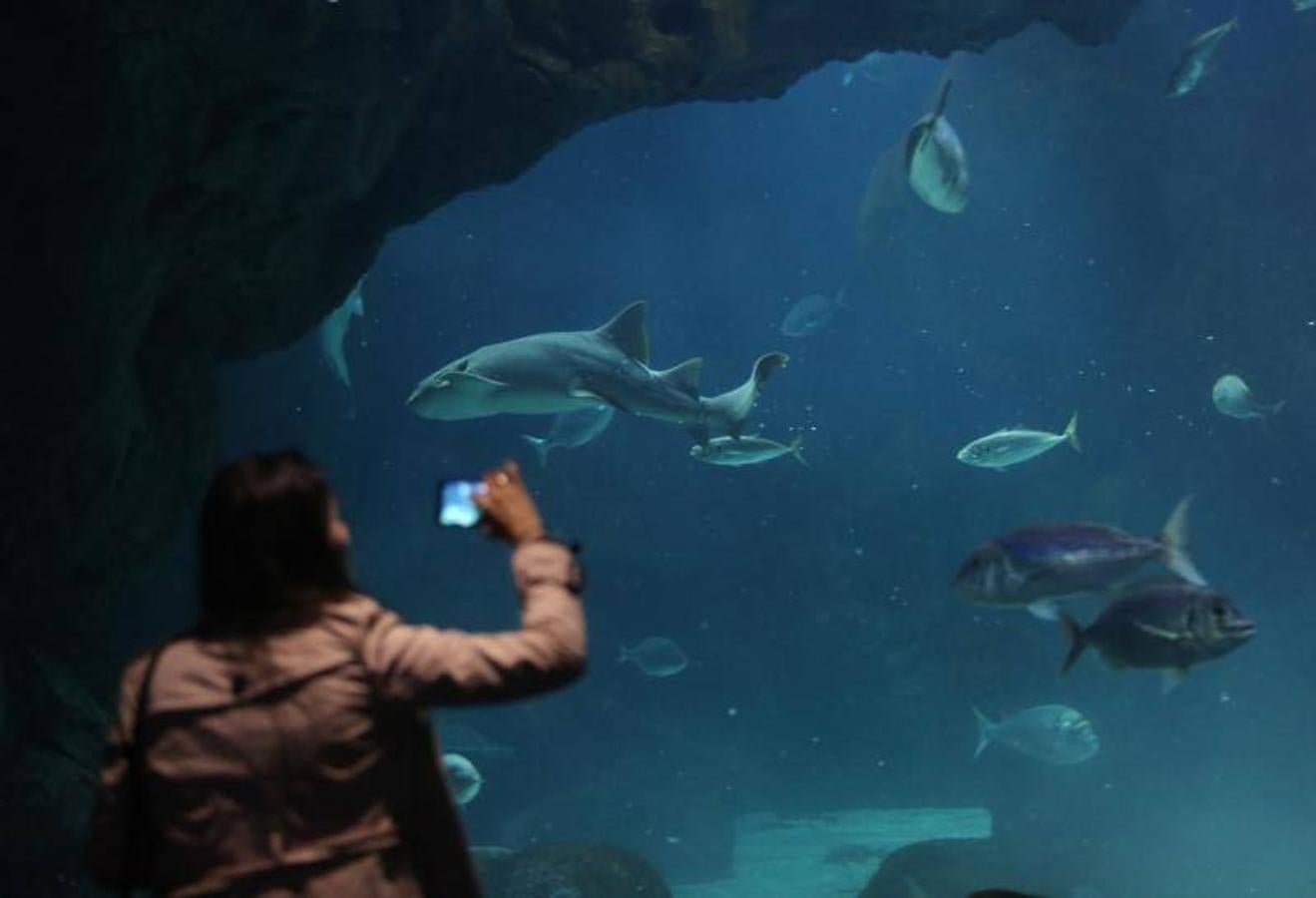 El acuario de Gijón celebra su décimo aniversario