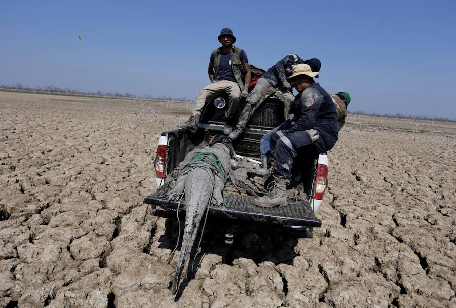 Sequía mortal en el Pilcomayo