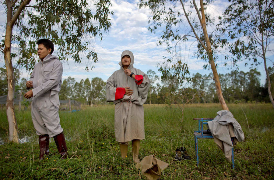 Criadero de grullas en Tailandia