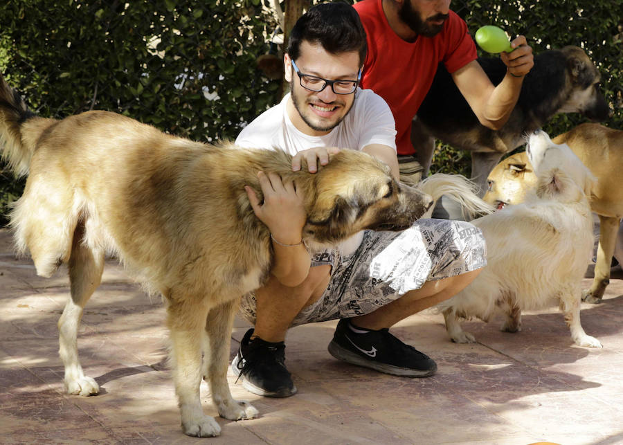 Refugio de guerra para mascotas en Siria