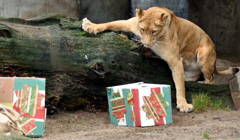 Una animalada de regalo