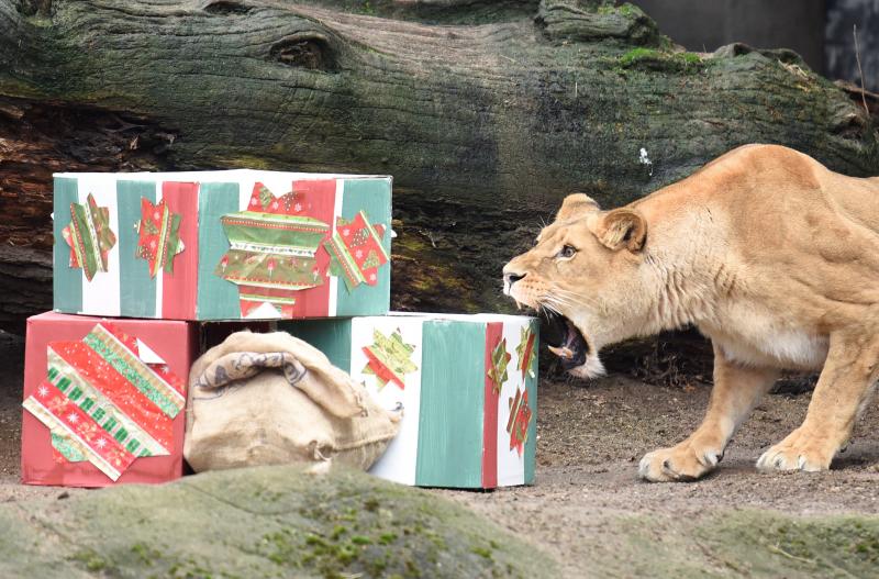 Una animalada de regalo