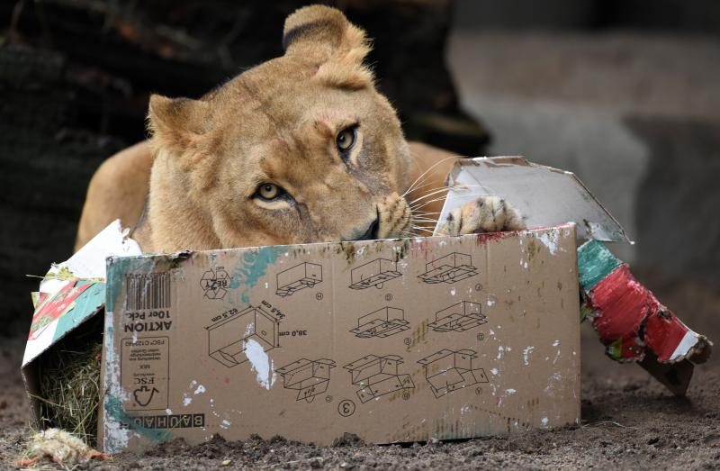 Una animalada de regalo