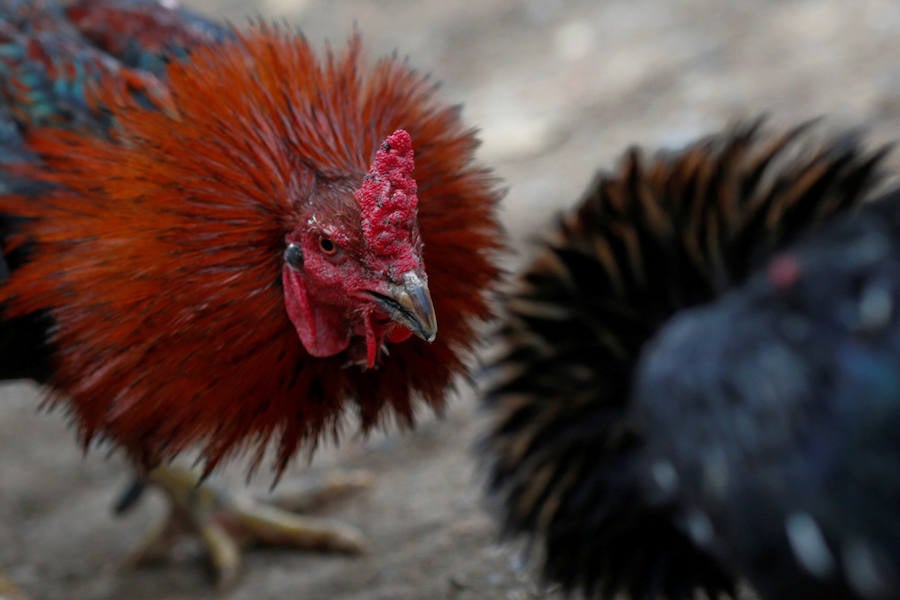 Peleas de gallos en Tailandia