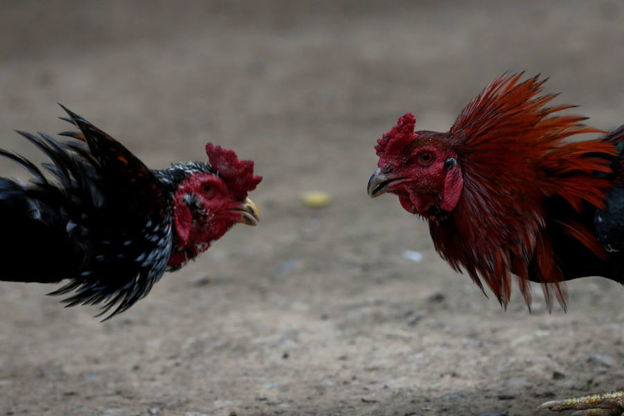 Peleas de gallos en Tailandia