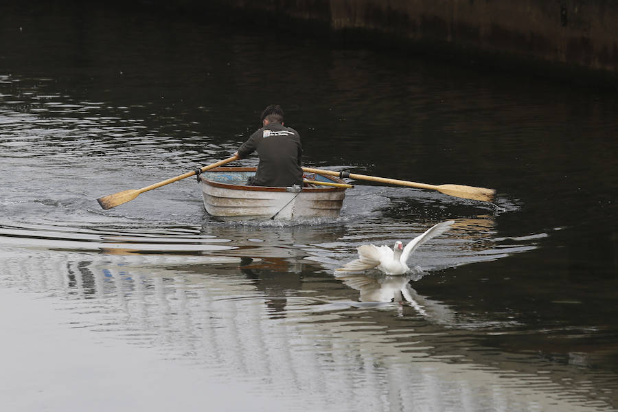 Rescate de una oca herida en Gijón