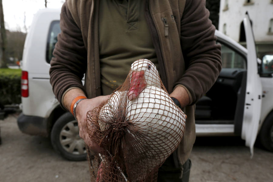 Rescate de una oca herida en Gijón