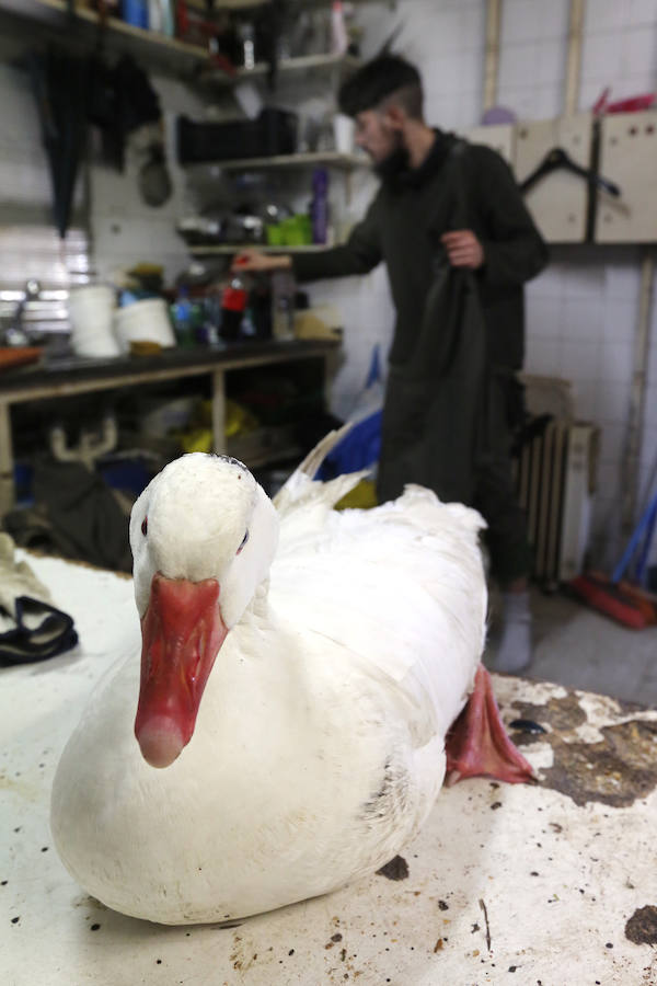 Rescate de una oca herida en Gijón
