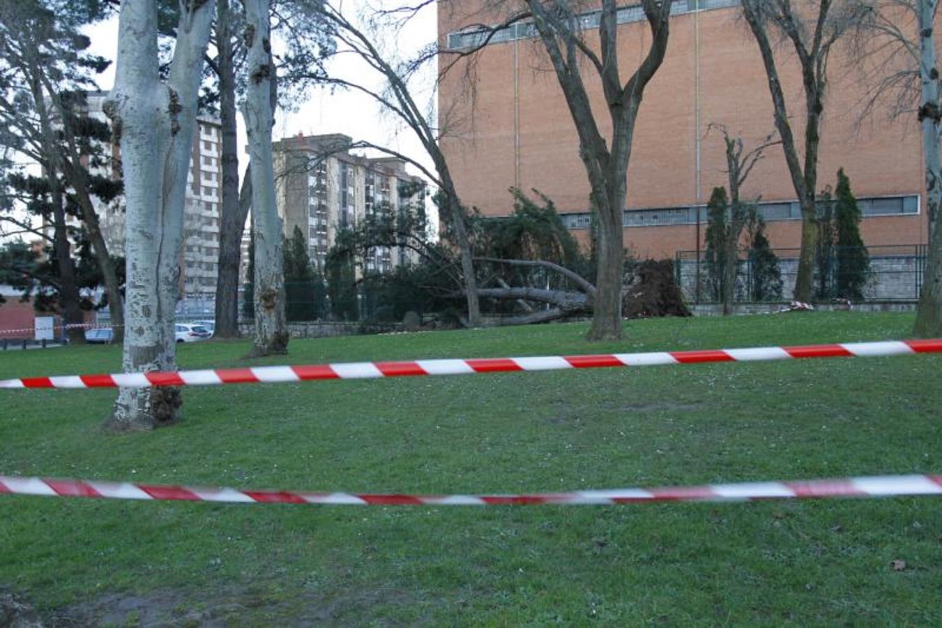 Árbol caído en el parque de La Magdalena de Avilés.