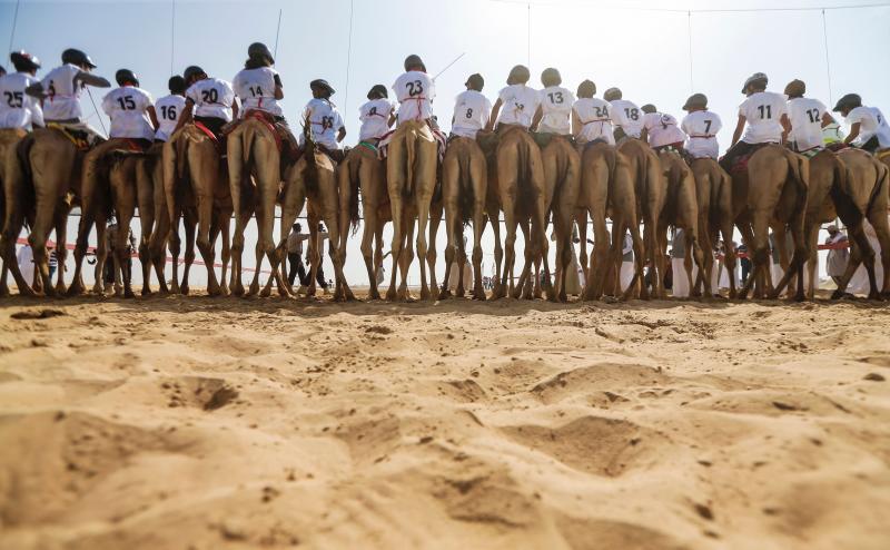 Presumiendo de camellos