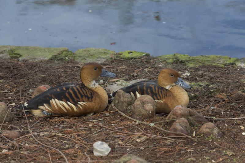 La fauna del parque de Isabel la Católica