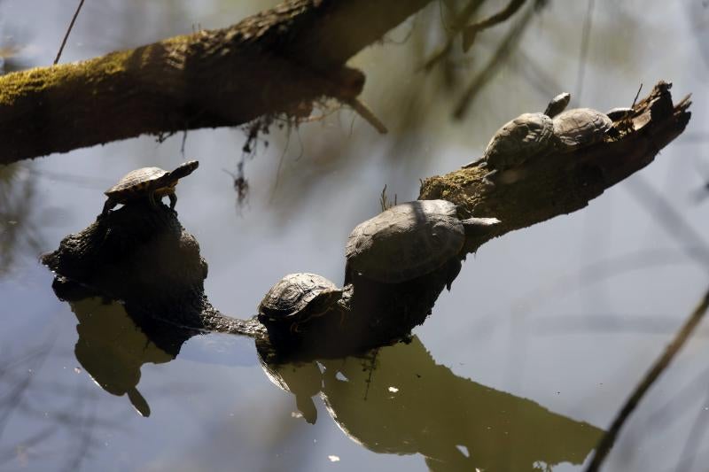 La fauna del parque de Isabel la Católica