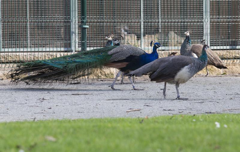 La fauna del parque de Isabel la Católica