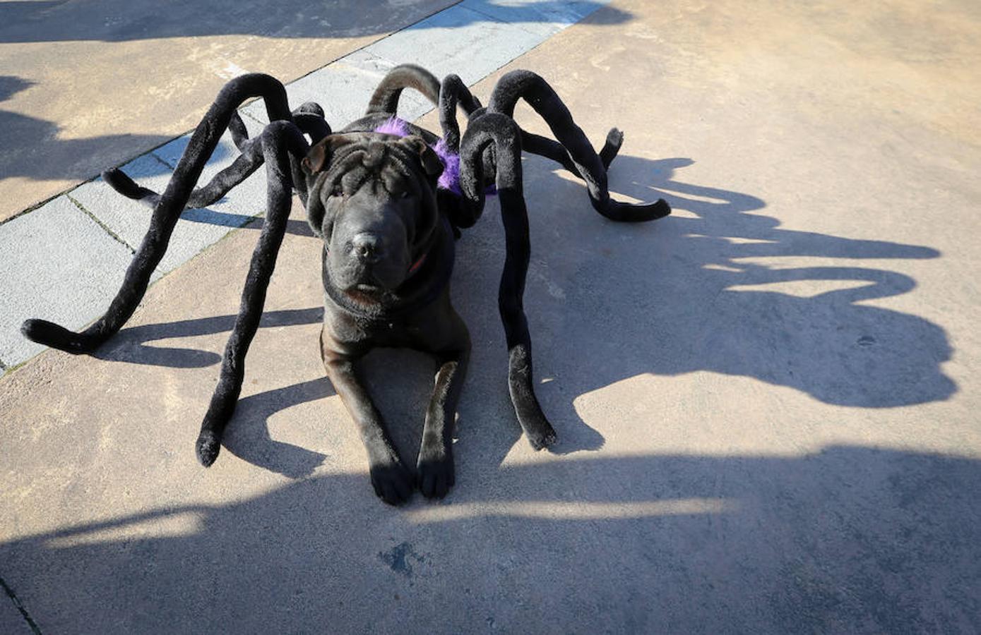 I Concurso de Mascotas Antroxaes