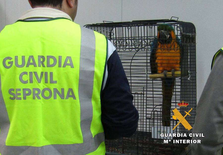 La Guardia Civil recupera dos guacamayos robados en Torrelavega