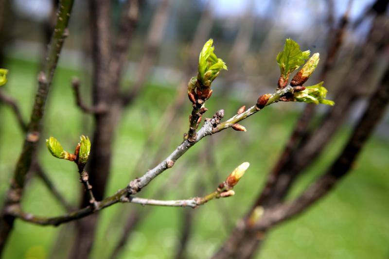 Las imágenes más impactantes de la primavera en Asturias