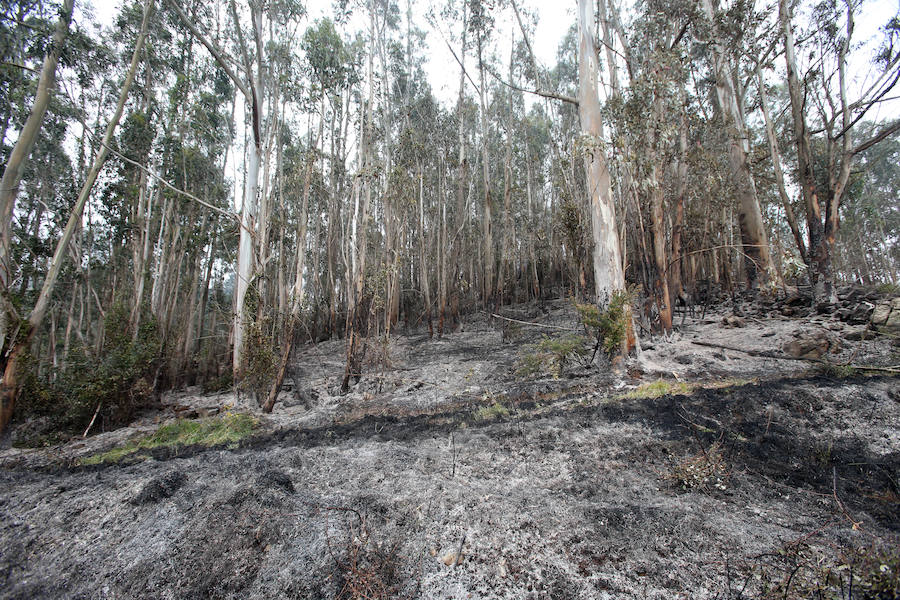 Un incendio quema 15 hectáreas en el Naranco, en Oviedo