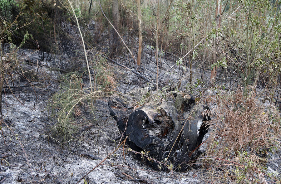 Un incendio quema 15 hectáreas en el Naranco, en Oviedo