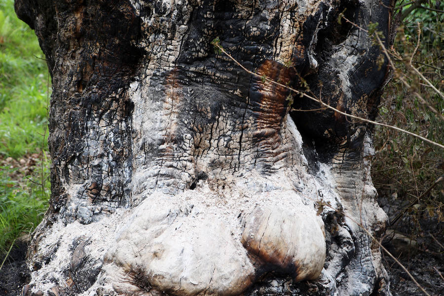 Un incendio quema 15 hectáreas en el Naranco, en Oviedo