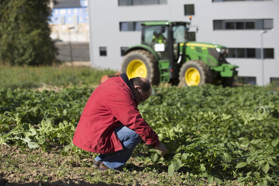 Asturias comienza a retirar patatas para erradicar la polilla guatemalteca