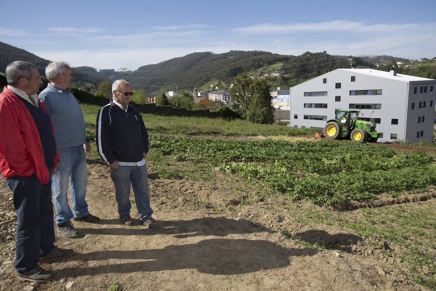 Asturias comienza a retirar patatas para erradicar la polilla guatemalteca