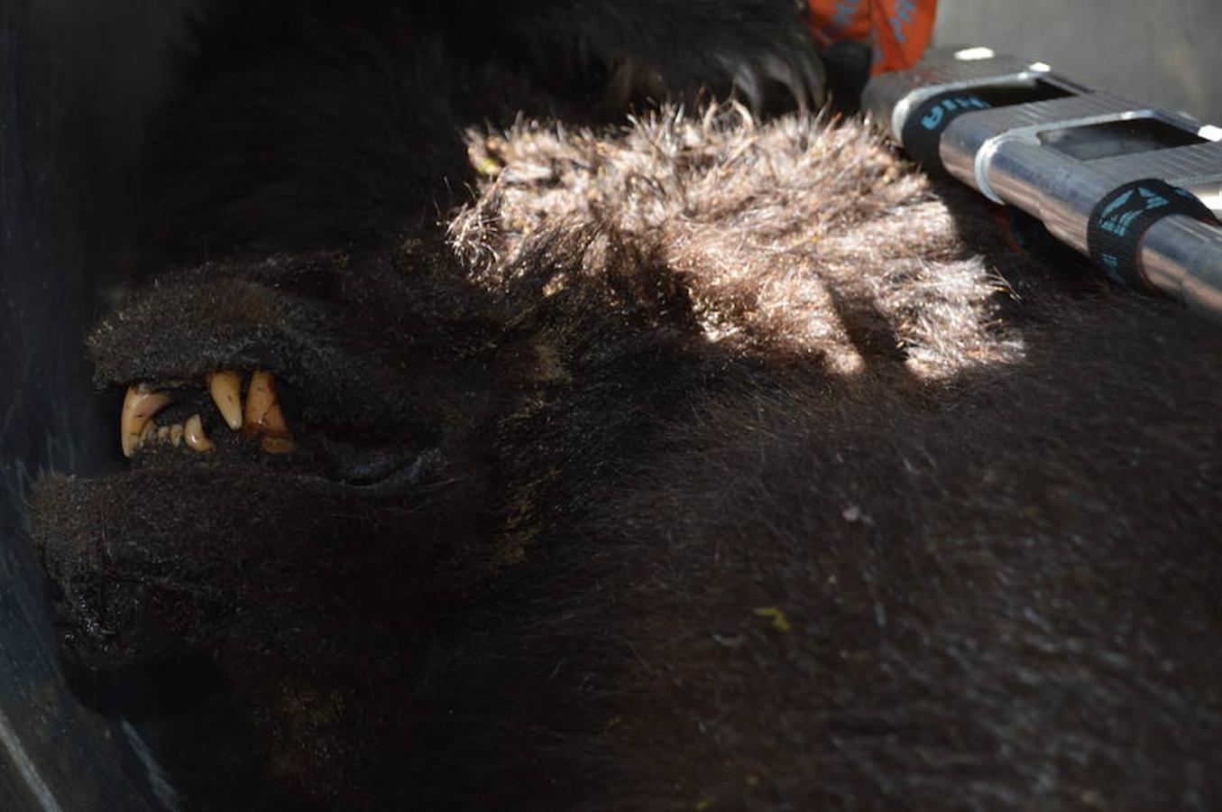 Retiran los cadáveres de los oso muertos en Cangas del Narcea