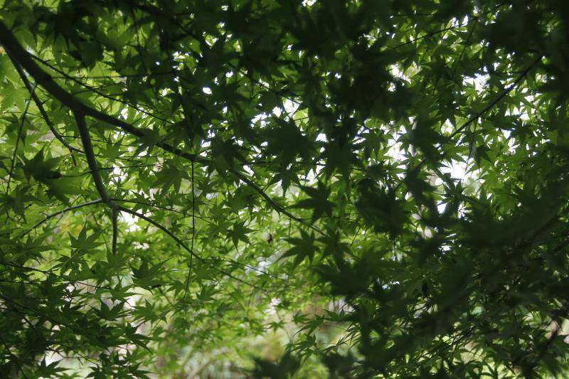 El Jardín Botánico, en todo su esplendor