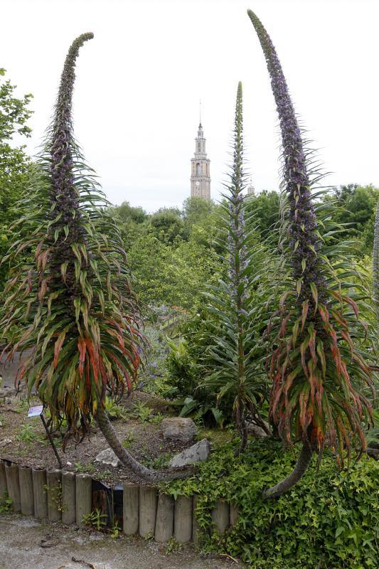 El Jardín Botánico, en todo su esplendor