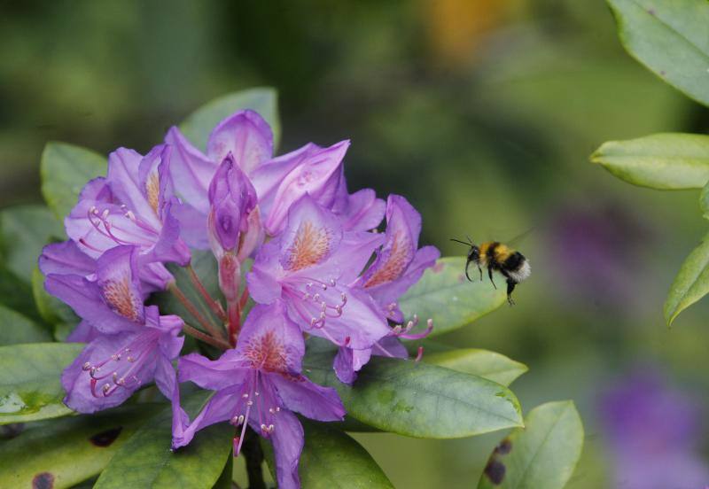 El Jardín Botánico, en todo su esplendor