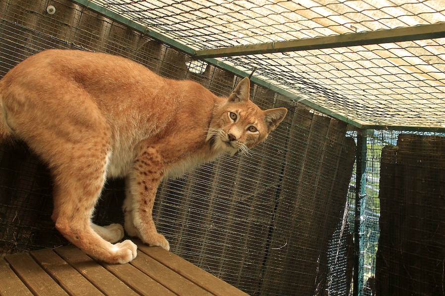 Especies del núcleo zoológico El Bosque, en Oviedo