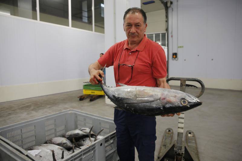 Llega el bonito a la rula de Gijón