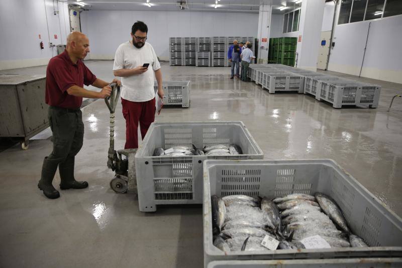 Llega el bonito a la rula de Gijón