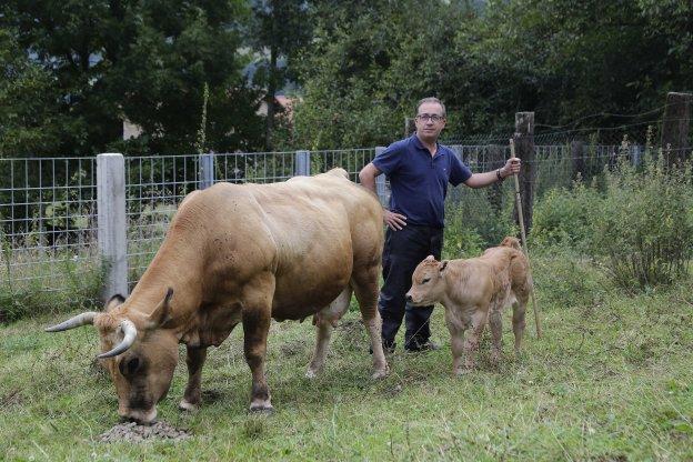 José Antonio García Álvarez, con algunos de sus animales, en Mestas de Con 