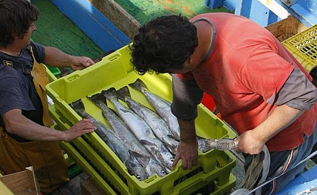 Descarga de merluza en el puerto de Avilés. 