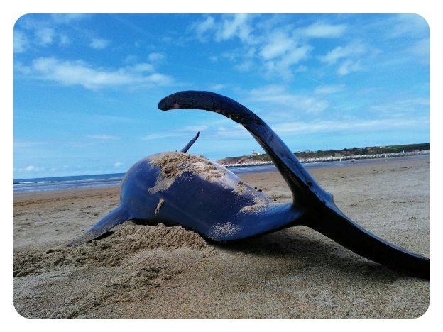 El delfín apareció varado en San Juan de Nieva. :: GUILLE LÓPEZ