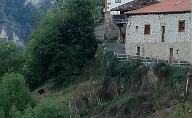 Un oso en la localidad somedana de Las Viñas. 