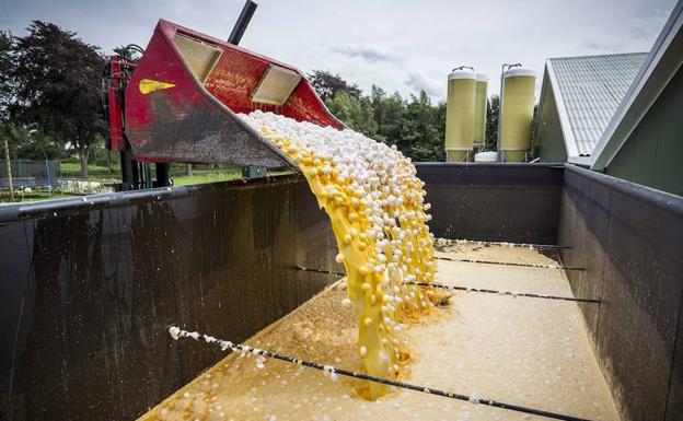 Una granja avícola desecha miles de huevos contaminados.