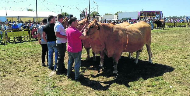 Cuatro de las reses ganadoras de este certamen, durante el desfile de campeones. 