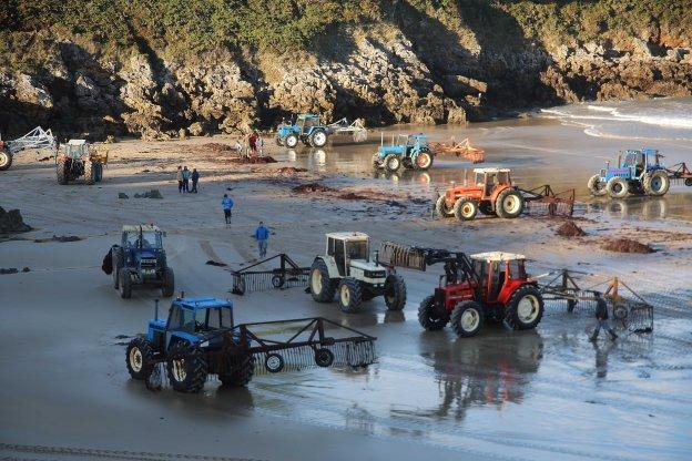 Tractores con 'rastrillas' recogiendo ocle en la playa llanisca de Barro durante el pasado otoño. 